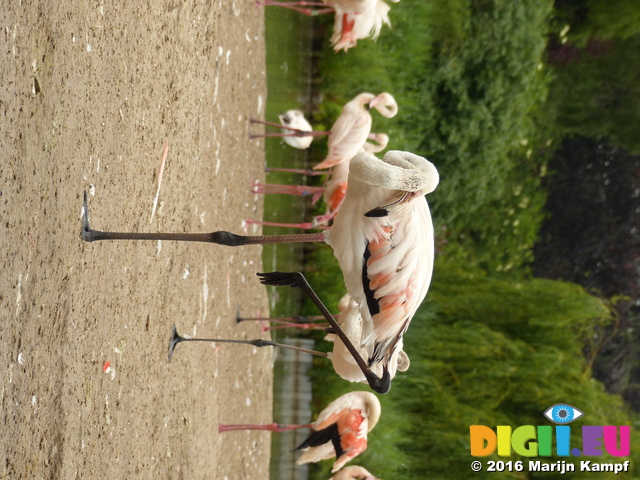 FZ030026 Greater flamingo (Phoenicopterus roseus)